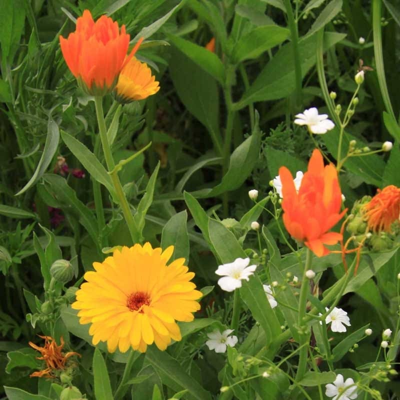 Heavenly Hell Strip Wildflower Seed Mix - Image 5