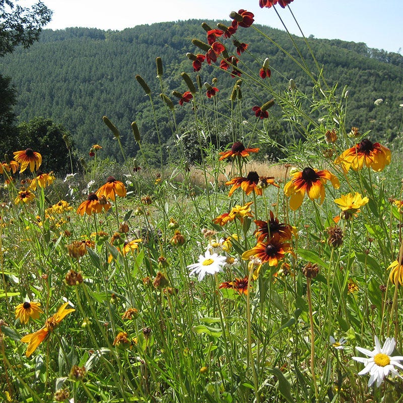 Arizona Select Wildflower Seed Mix - Image 2