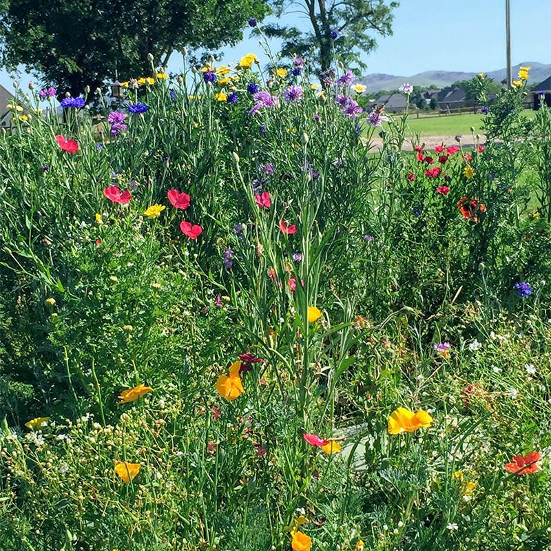 Arkansas Select Wildflower Seed Mix - Image 2