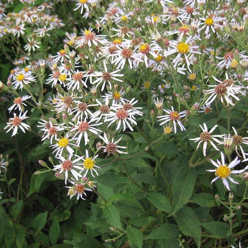 Painted Lady Butterfly Essentials Native Seed Packet Set - Image 5