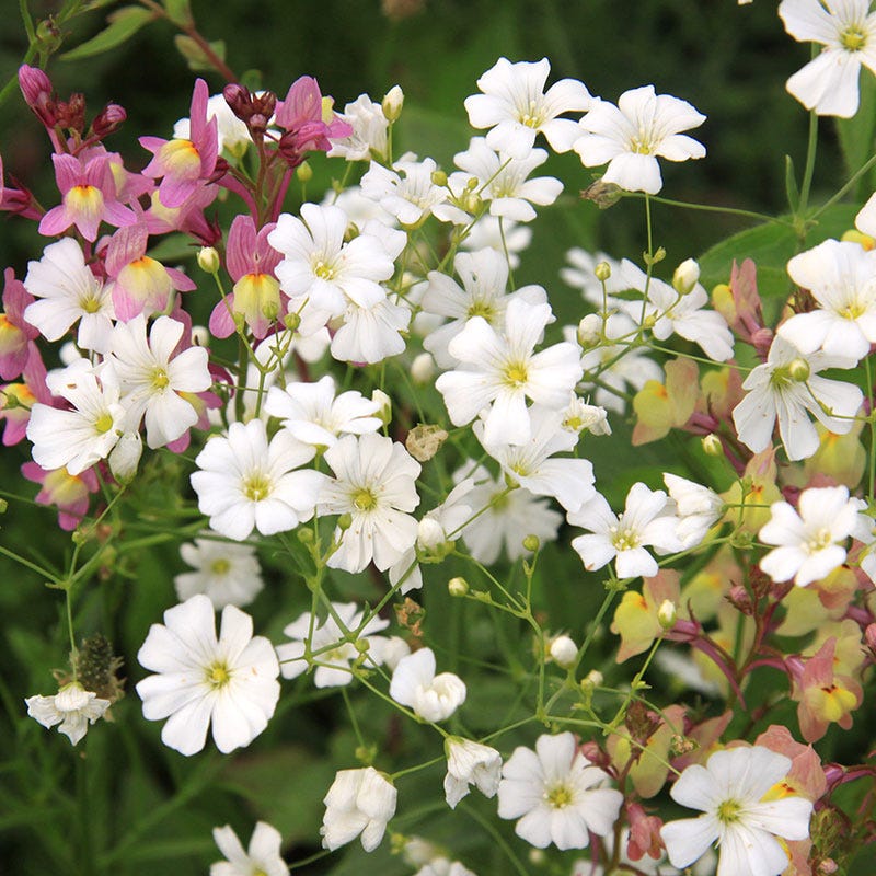 Baby's Breath Seeds