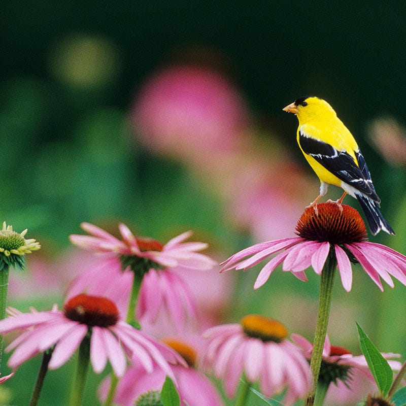 Backyard Birding Wildflower Seed Mix - Image 8