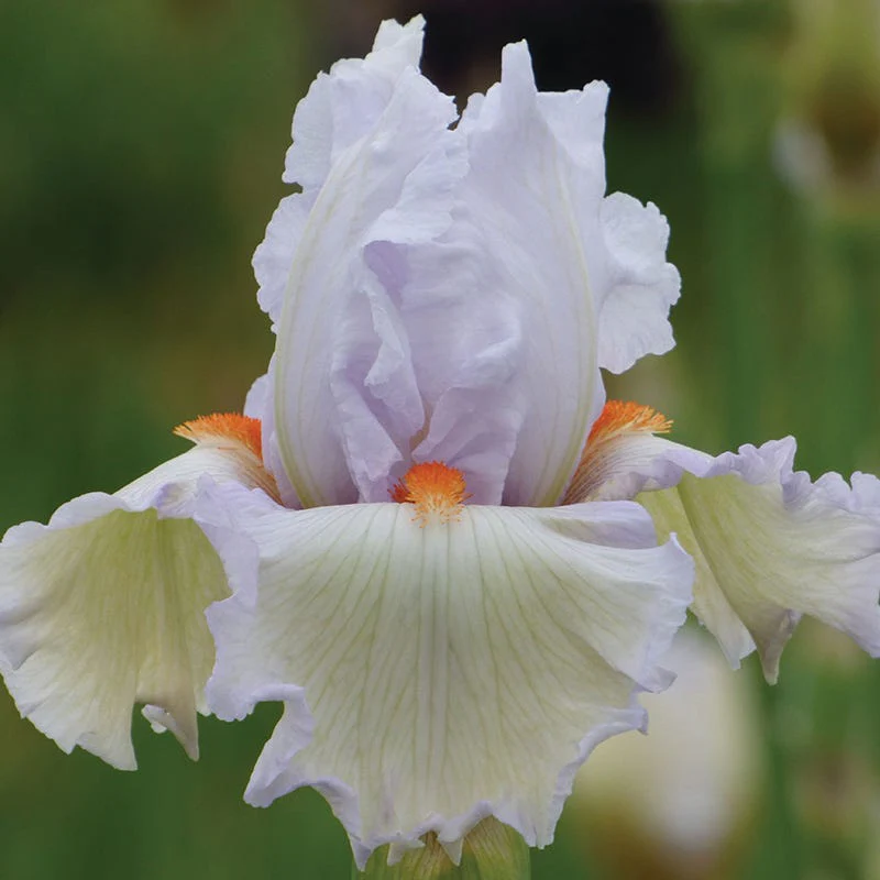 Deer Resistant Bearded Iris Collection - Image 2