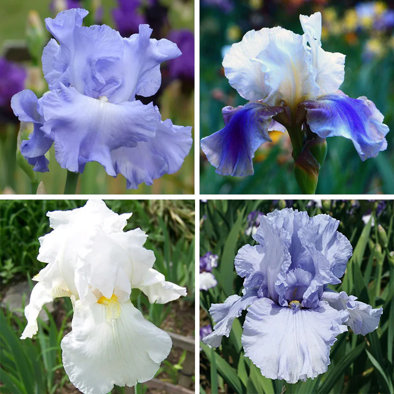 Coastal Blues Bearded Iris Collection