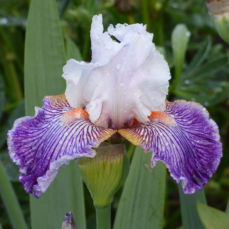 Crow's Feet Bearded Iris