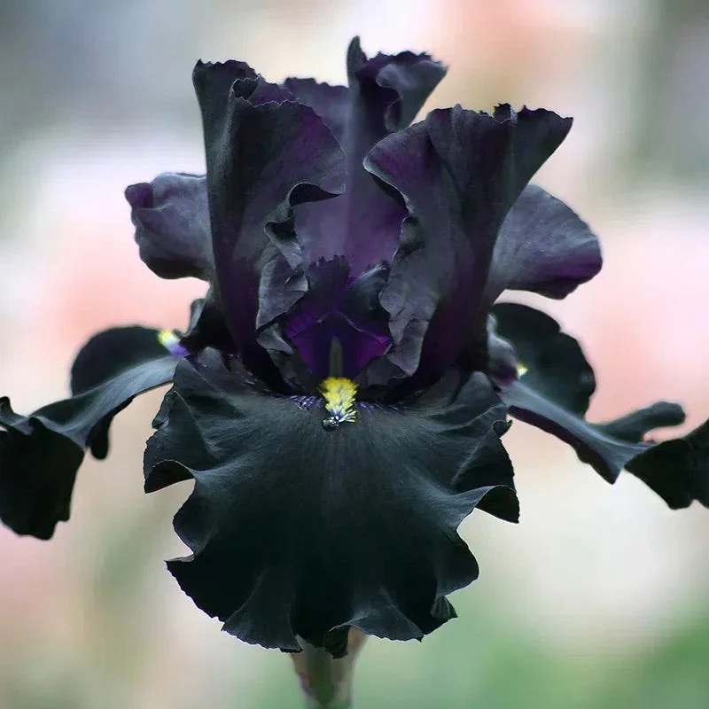 Gothic Spring Bearded Iris Collection - Image 5