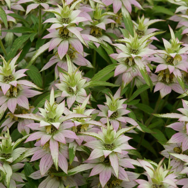 Spotted Bee Balm Seeds