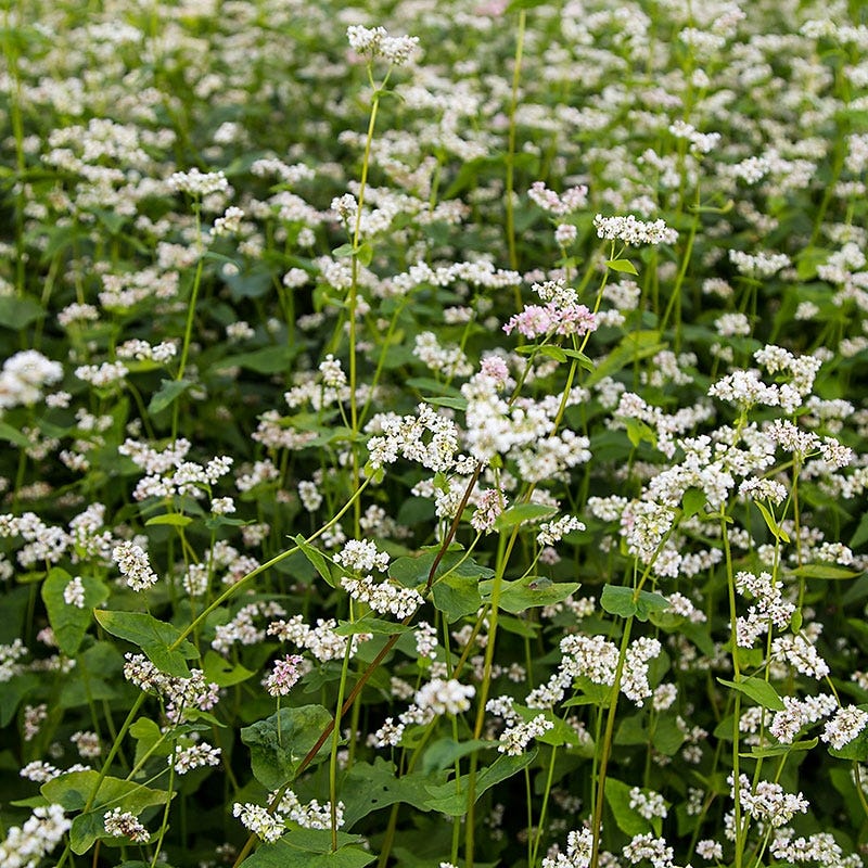 Buckwheat Seeds