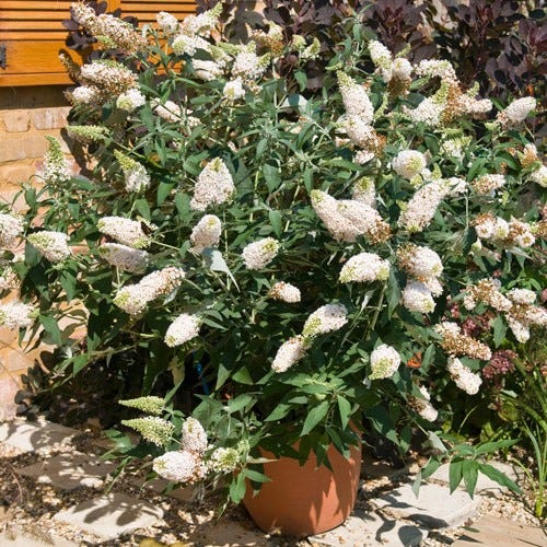 Buzz & Flutter Pollinator Pre-Planned Garden - Image 11
