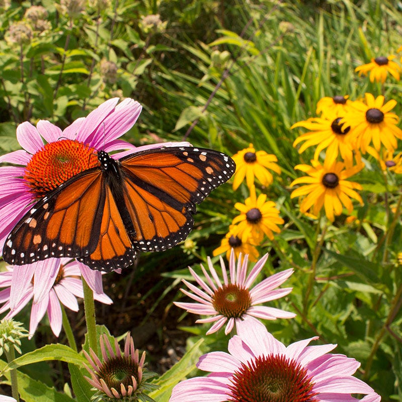 Buzz & Flutter Pollinator Wildflower Seed Collection - Image 2