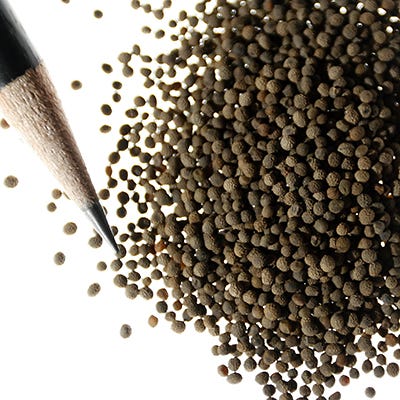 Purple Gleam California Poppy Seeds - Image 3