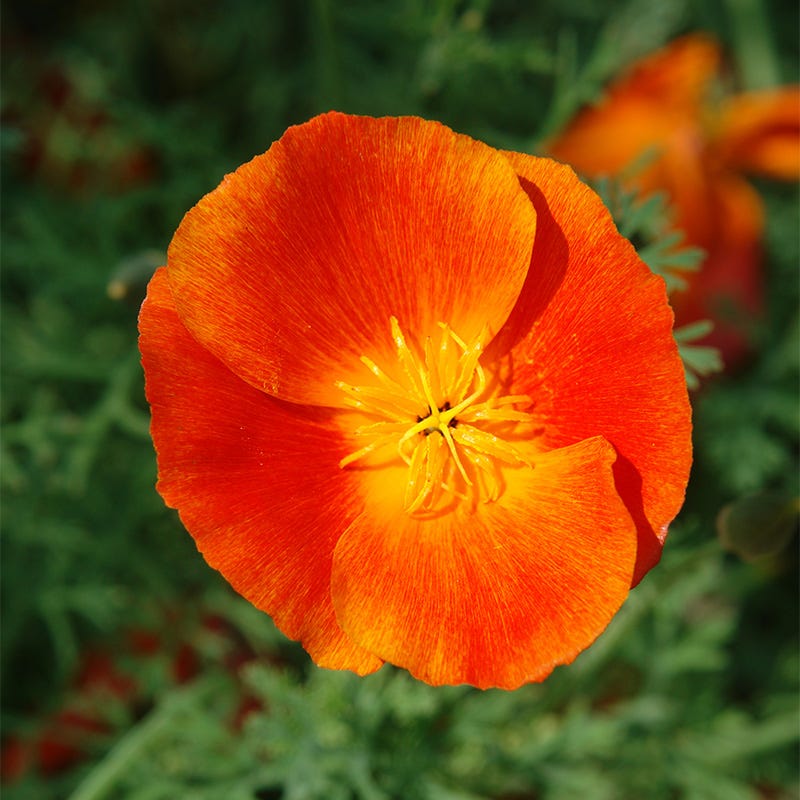 Red Chief California Poppy Seeds
