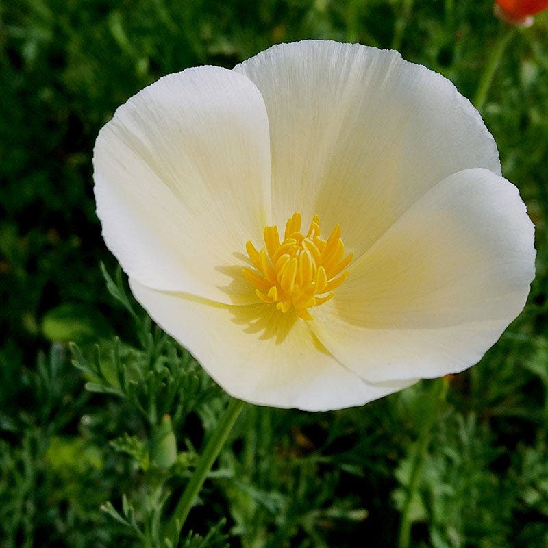 White Linen California Poppy Seeds