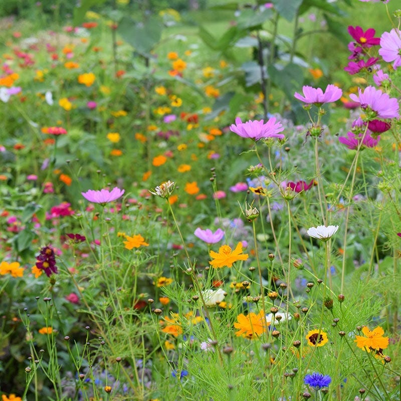 Connecticut Select Wildflower Seed Mix - Image 2
