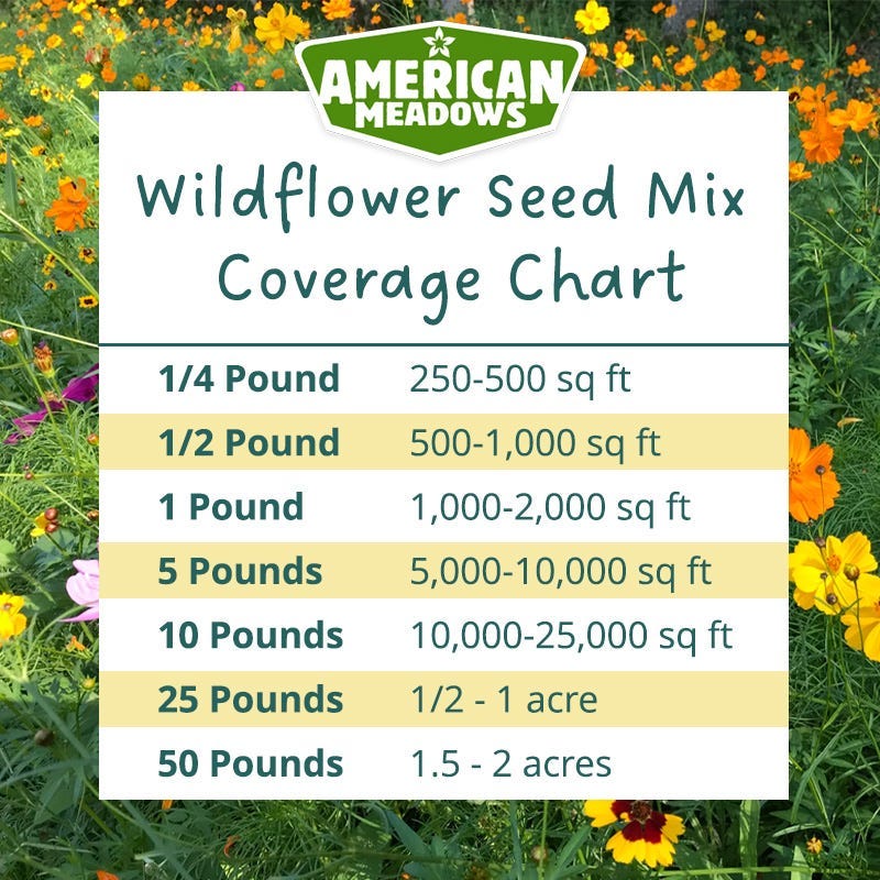Connecticut Select Wildflower Seed Mix - Image 4