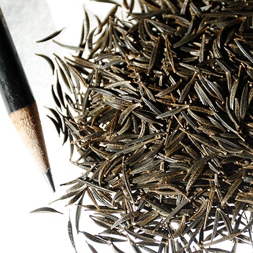 Candystripe Cosmos Seeds - Image 3