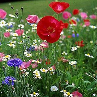 Earth Laughs in Flowers Seed Packet - Image 5