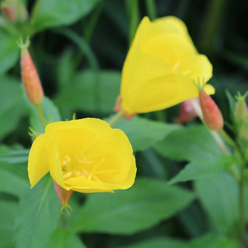 Evening Primrose Seeds - Image 2