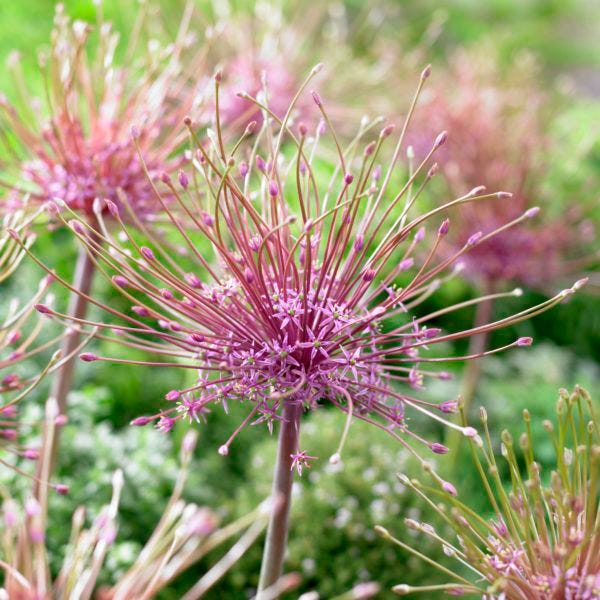 Sangria Allium Flower Bulb Collection - Image 5