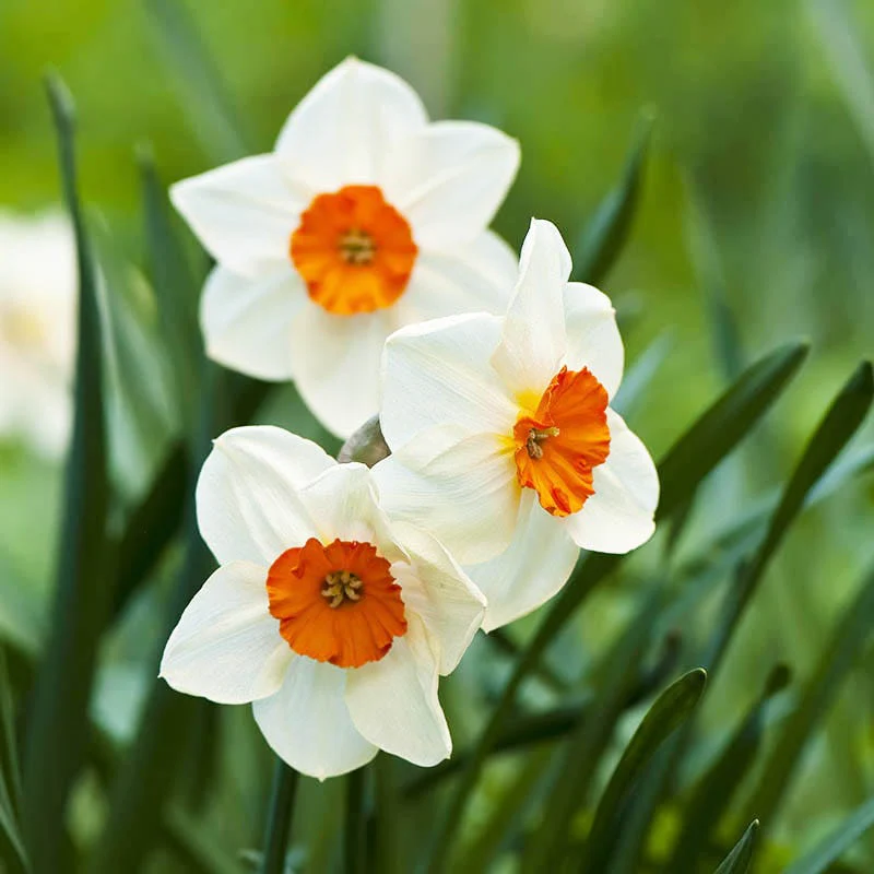 Barrett Browning Small Cupped Daffodil
