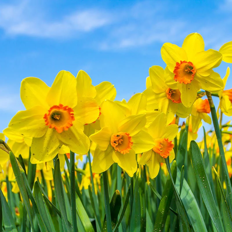 Scarlett O'Hara Large Cupped Daffodil