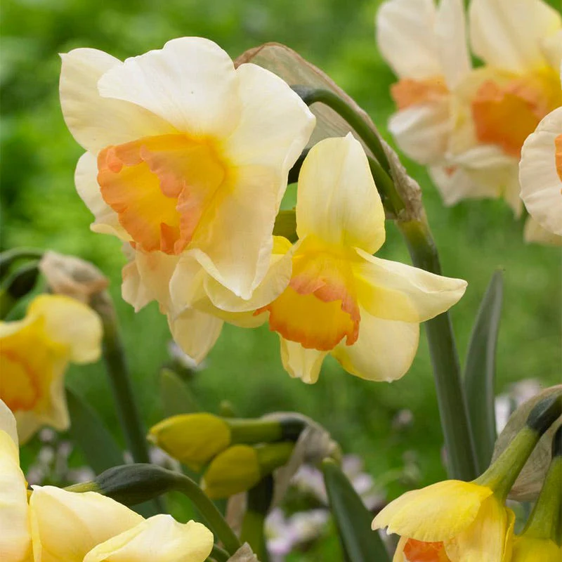 Yazz Daffodil