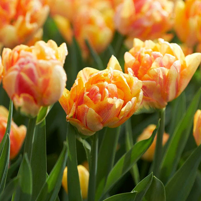 Fall-Planted Bulbs On Sale