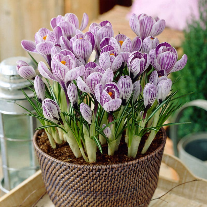 Pickwick Dutch Crocus - Image 3