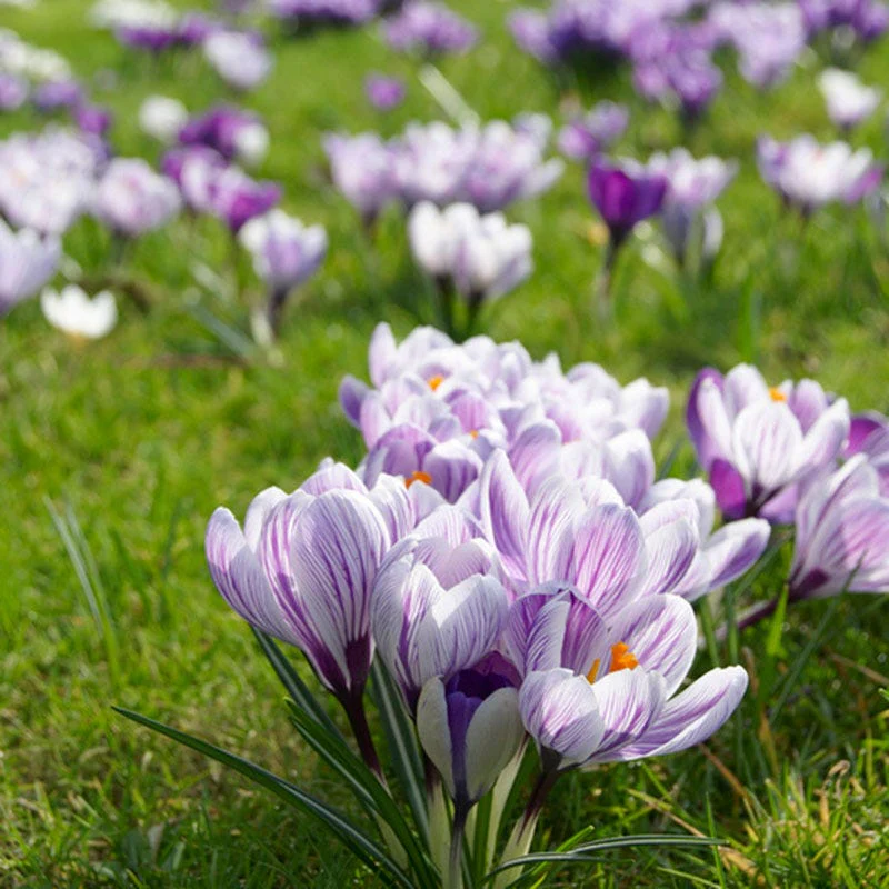 Pickwick Dutch Crocus - Image 4