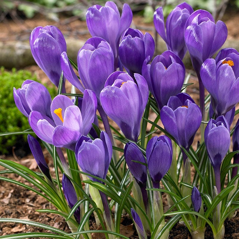 Remembrance Dutch Crocus