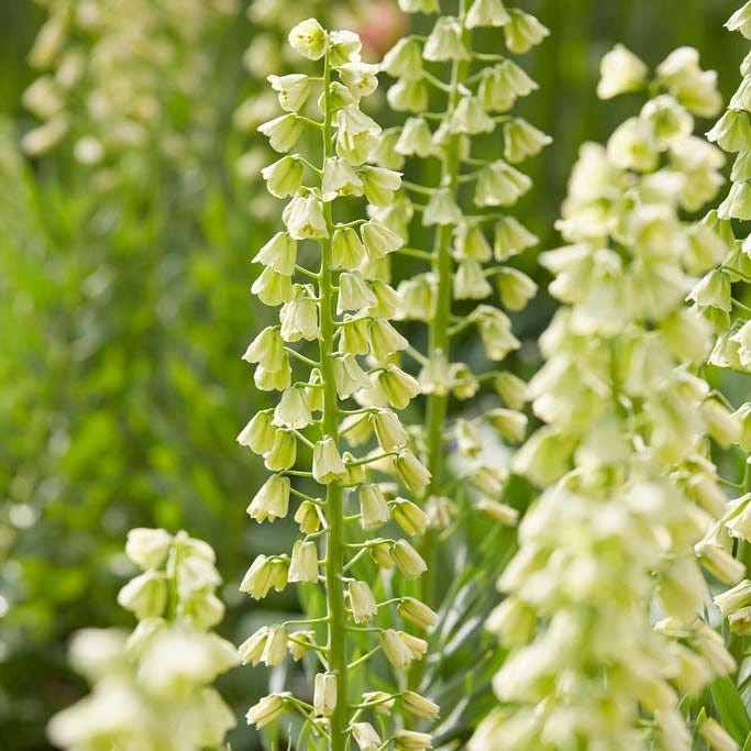 Crown Jewels Fritillaria Bulb Collection - Image 7