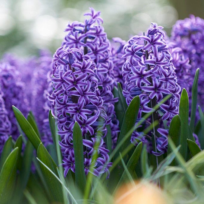 Blue Jacket Hyacinth