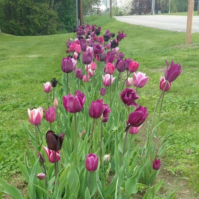 Blue Moon Triumph Tulip Mix - Image 8