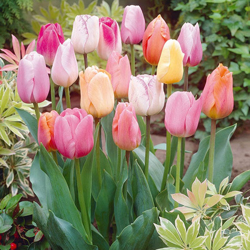 Easter Joy Triumph Tulip Mix