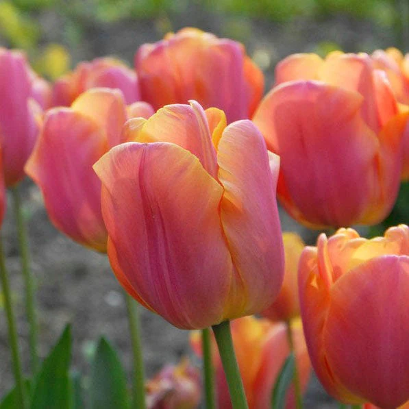 Jimmy Triumph Tulip - Image 2