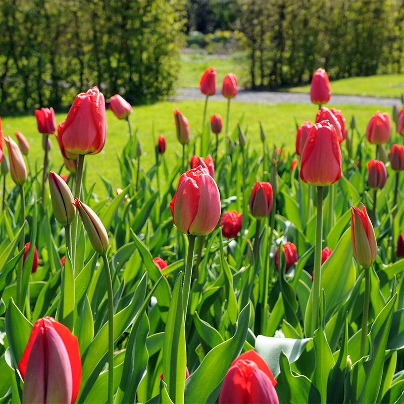 Parade Darwin Tulip