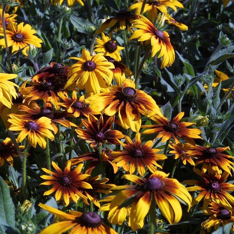 Gloriosa Daisy Seeds