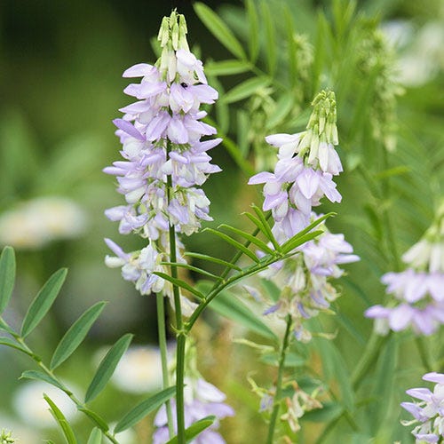 Goat's Rue Seeds