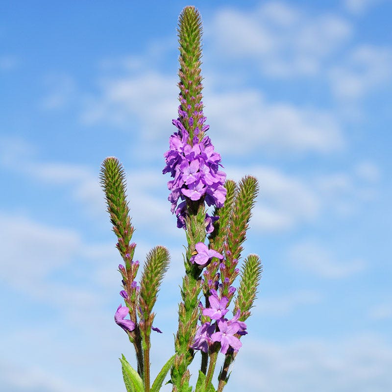 Hoary Vervain Seeds
