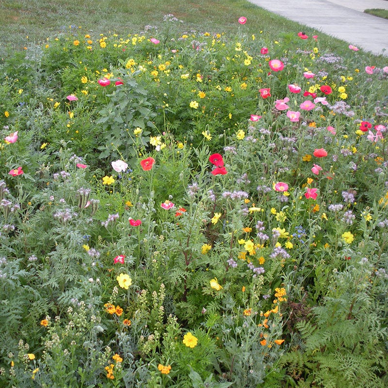 Honey Bee Wildflower Seed Mix - Image 10