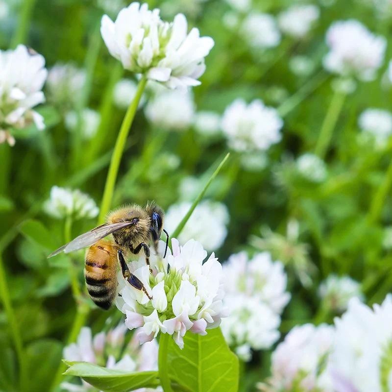 Honey Bee Wildflower Seed Mix - Image 8