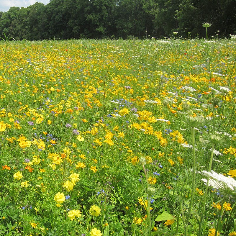 Honey Bee Wildflower Seed Mix - Image 9