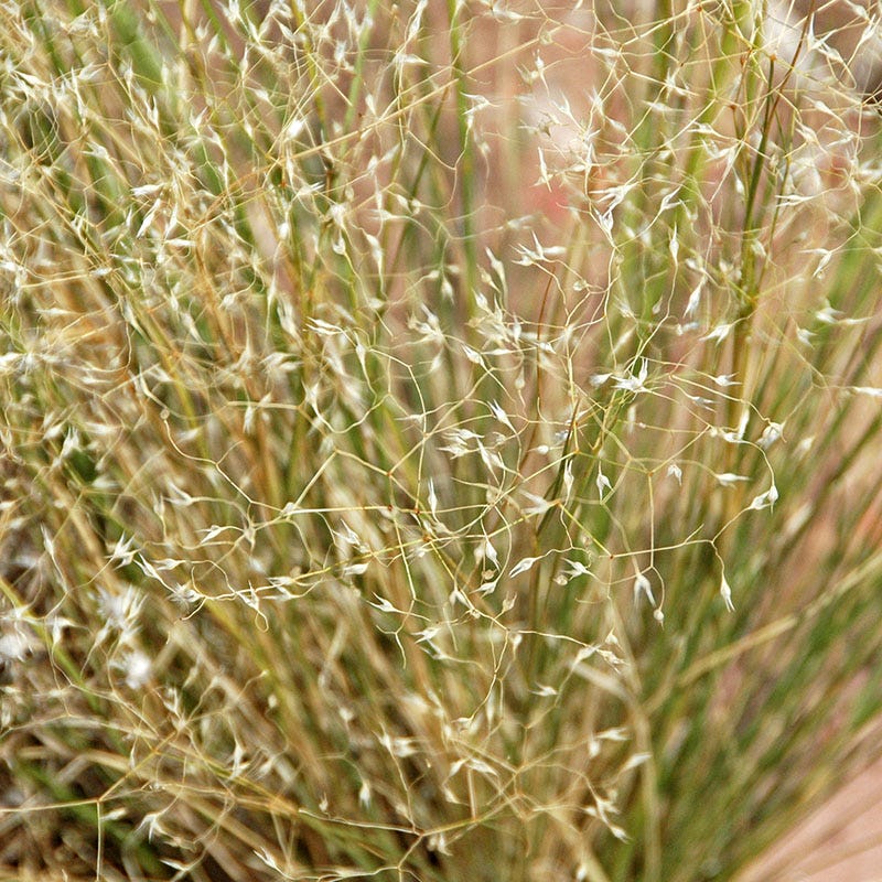 Indian Ricegrass Seeds