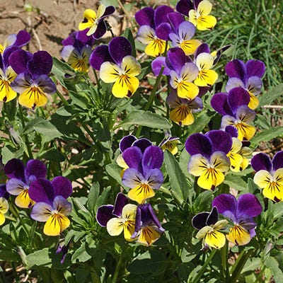 Johnny Jump Up Seeds