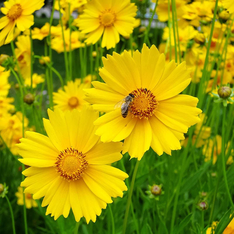 Lanceleaf Coreopsis Seeds - Image 2
