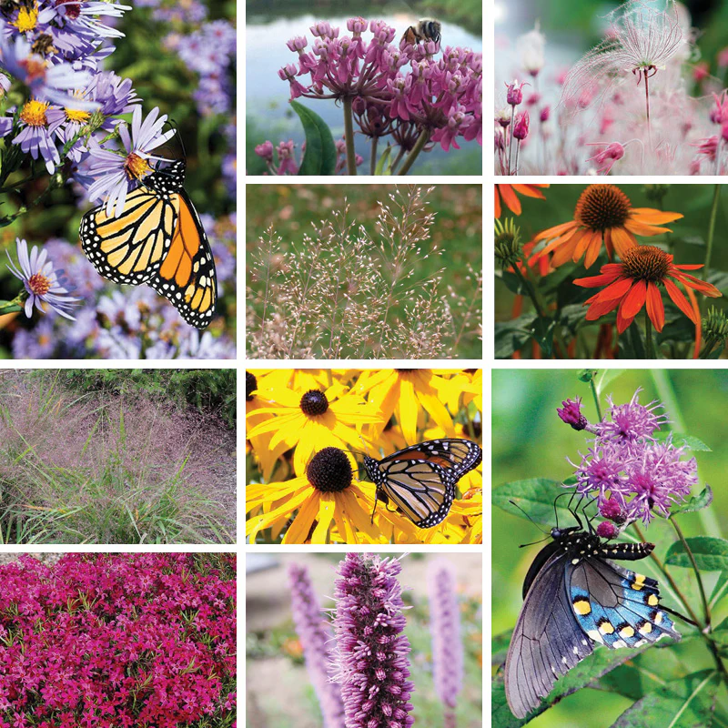 Lively Butterfly Meadow Native Pre-Planned Garden