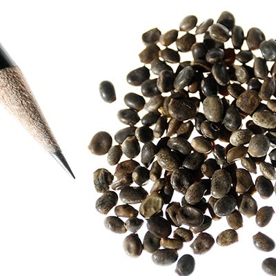 Pixie Delight Dwarf Lupine Seed Mix - Image 3