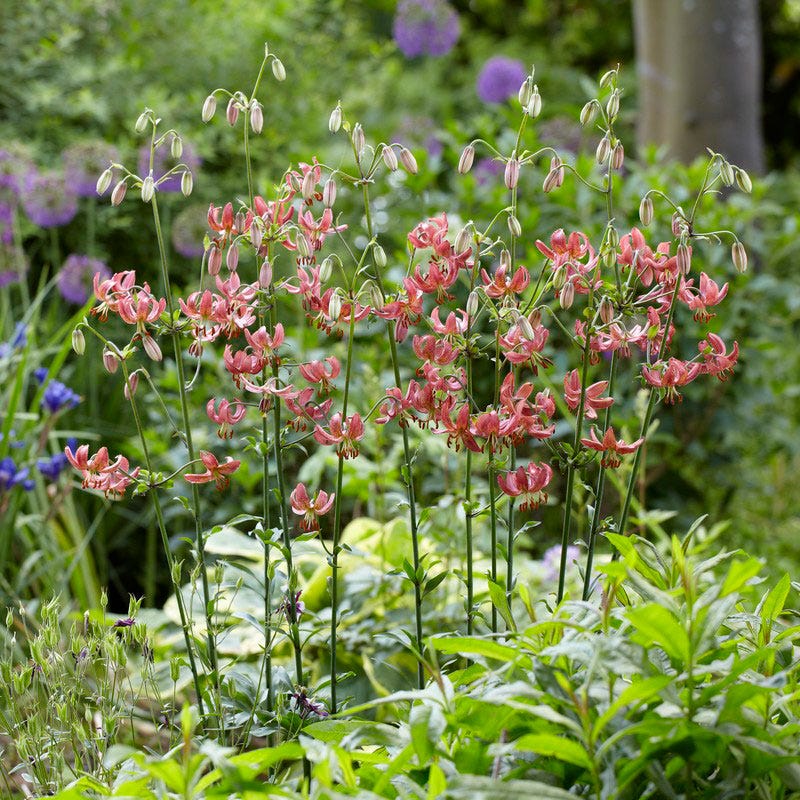 Martagon Lily Mix - Image 2