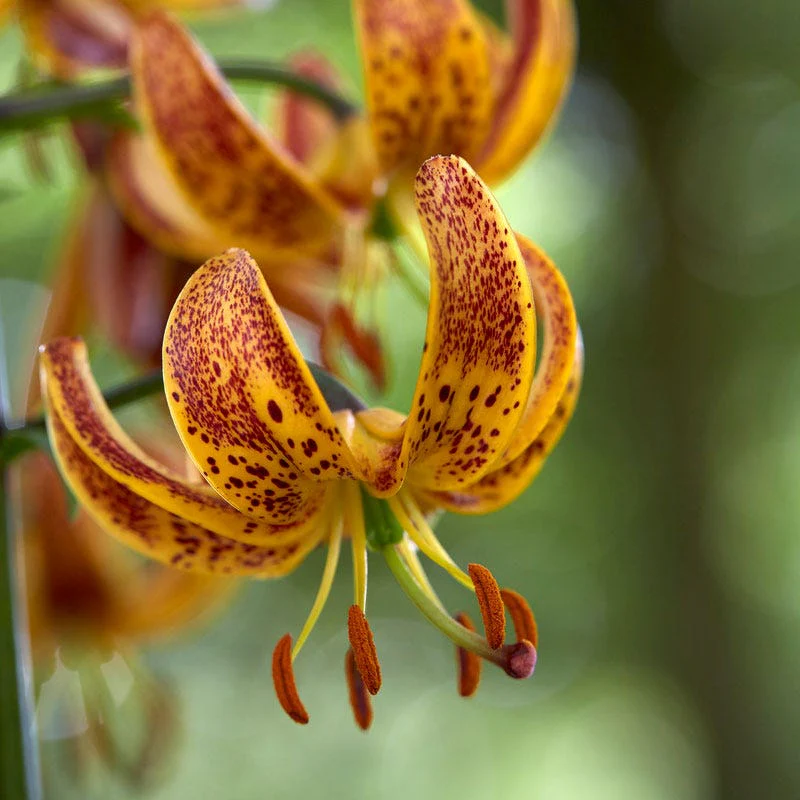 Sunny Morning Martagon Lily
