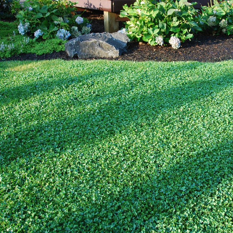 Microclover Seed